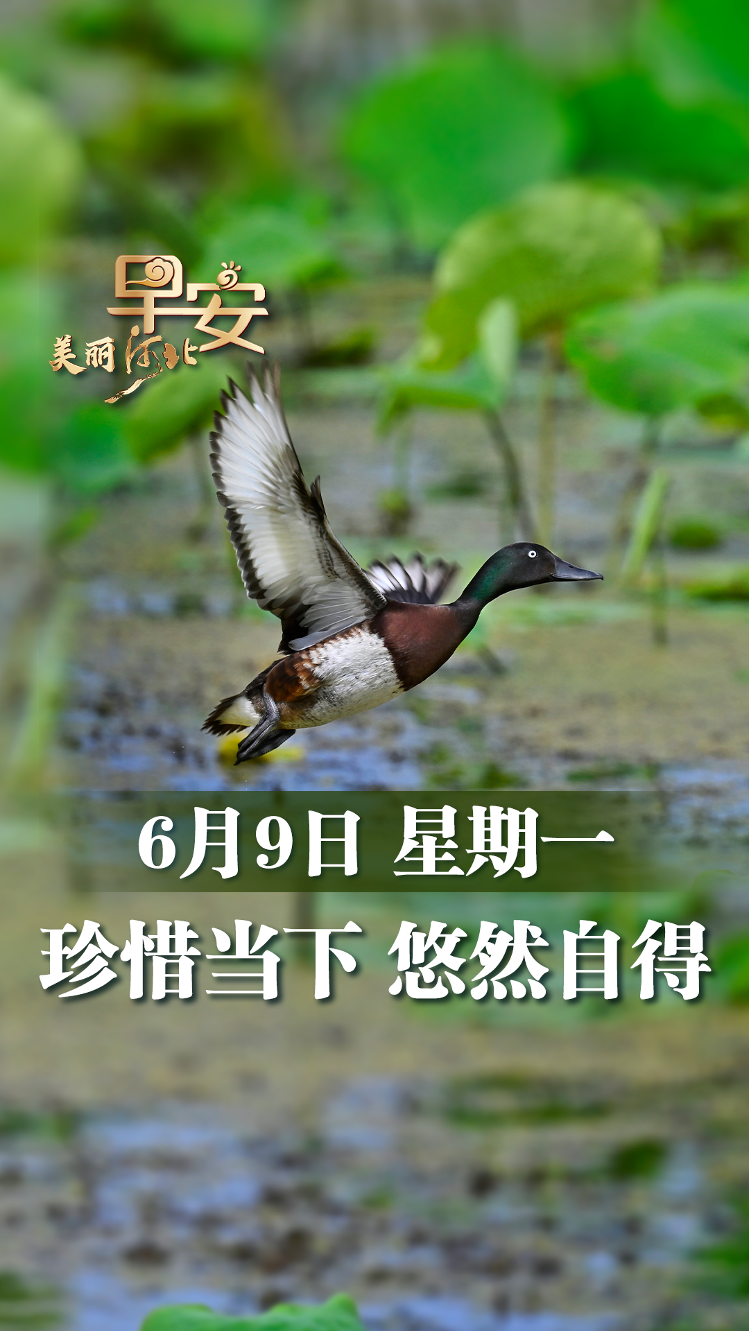 早安·美丽河北丨珍惜当下，如鸟儿般享受生命的每一刻悠然