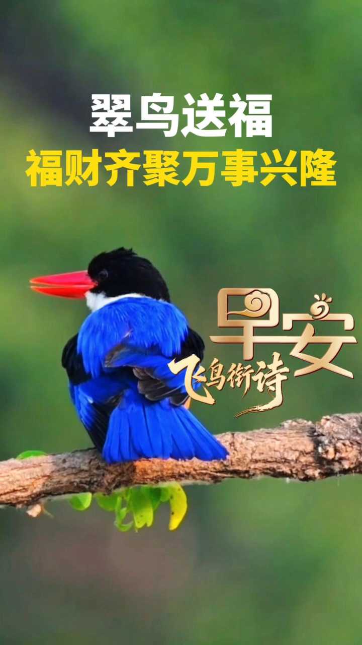 早安丨翠鸟送福 福财齐聚万事兴隆