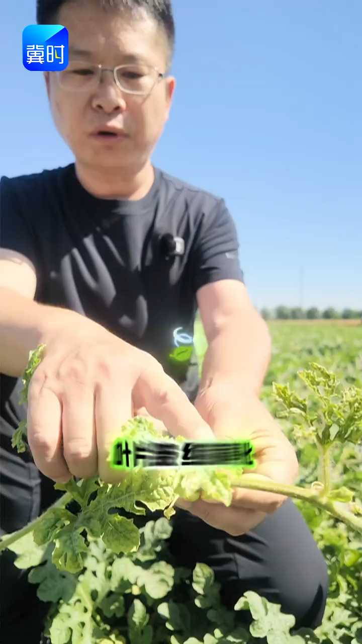 【专家在线】西瓜增糖上色！7天倒计时，90%瓜农会错过