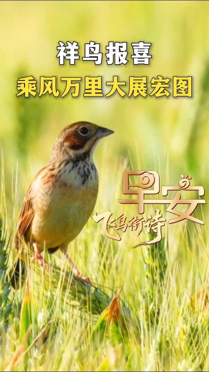 早安丨愿君扶摇直上 大展宏图