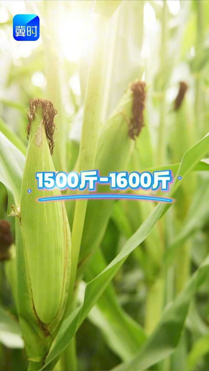 【专家在线】玉米亩产1600斤！高产方法在这里，快来找差距