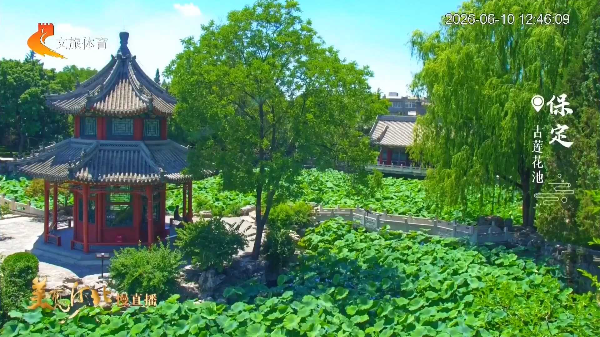 美丽河北慢直播丨#跟着赛事去旅行#碧水环亭荷风软，古莲花池夏悠然 正午 2026/06/10#这么近，那么美，周末到河北