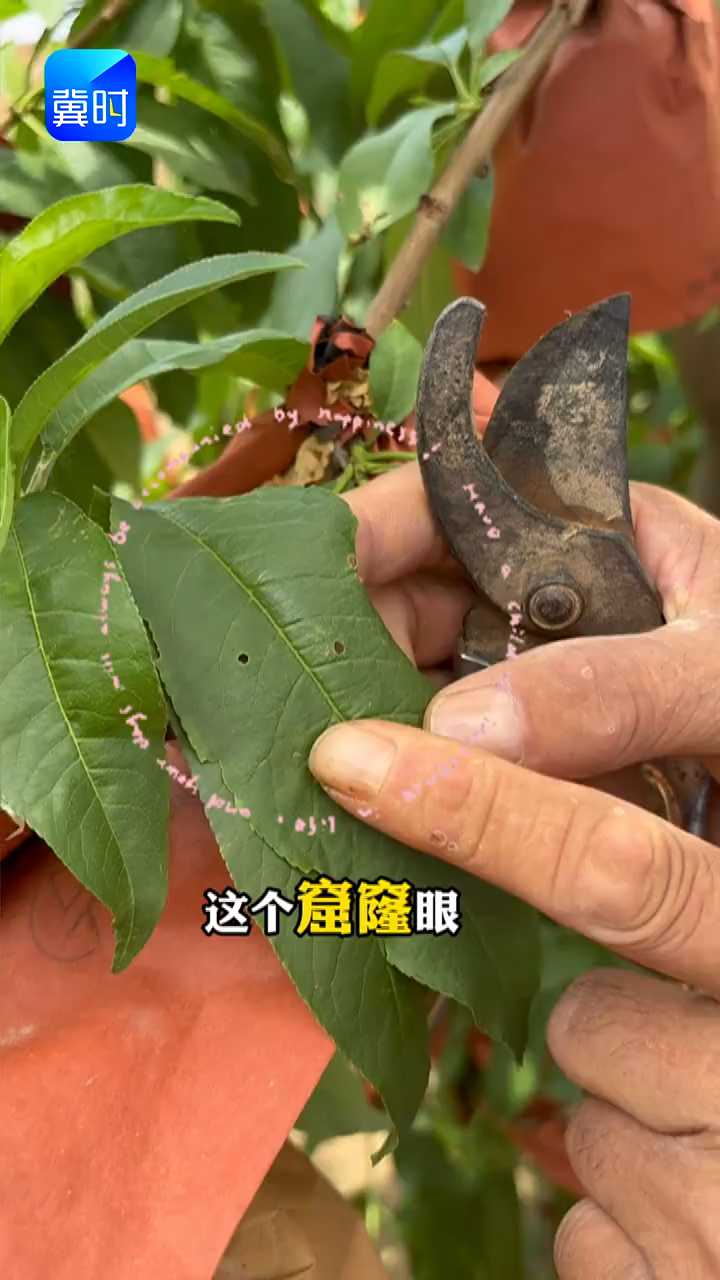 【专家在线】桃树落叶怎么办？别急！这份防治指南收藏好