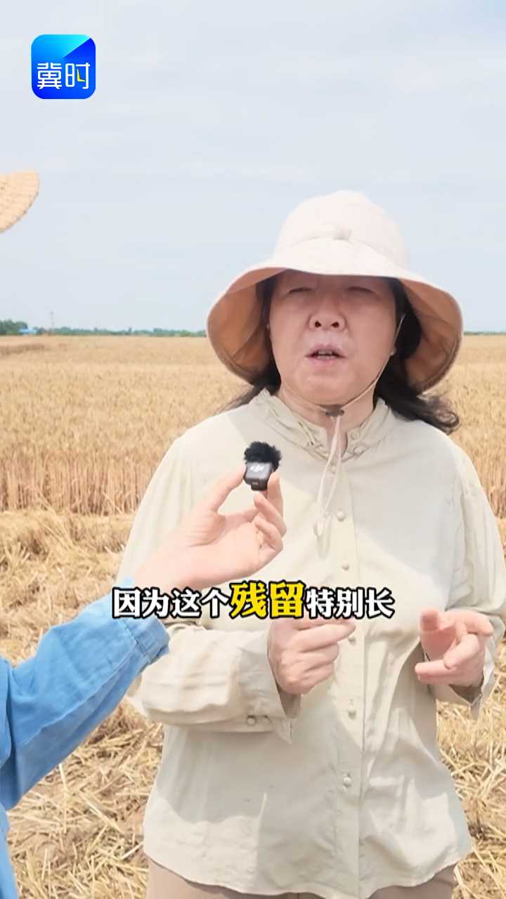 【专家在线】玉米地里野高粱，难治？别急！专家给您来支招