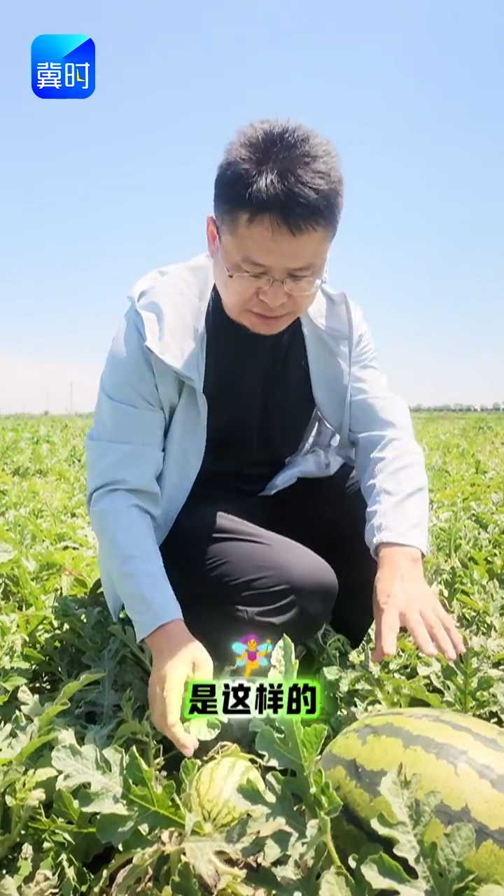 【专家在线】挑西瓜有妙招！农博士独家技巧，三招秒辨生熟