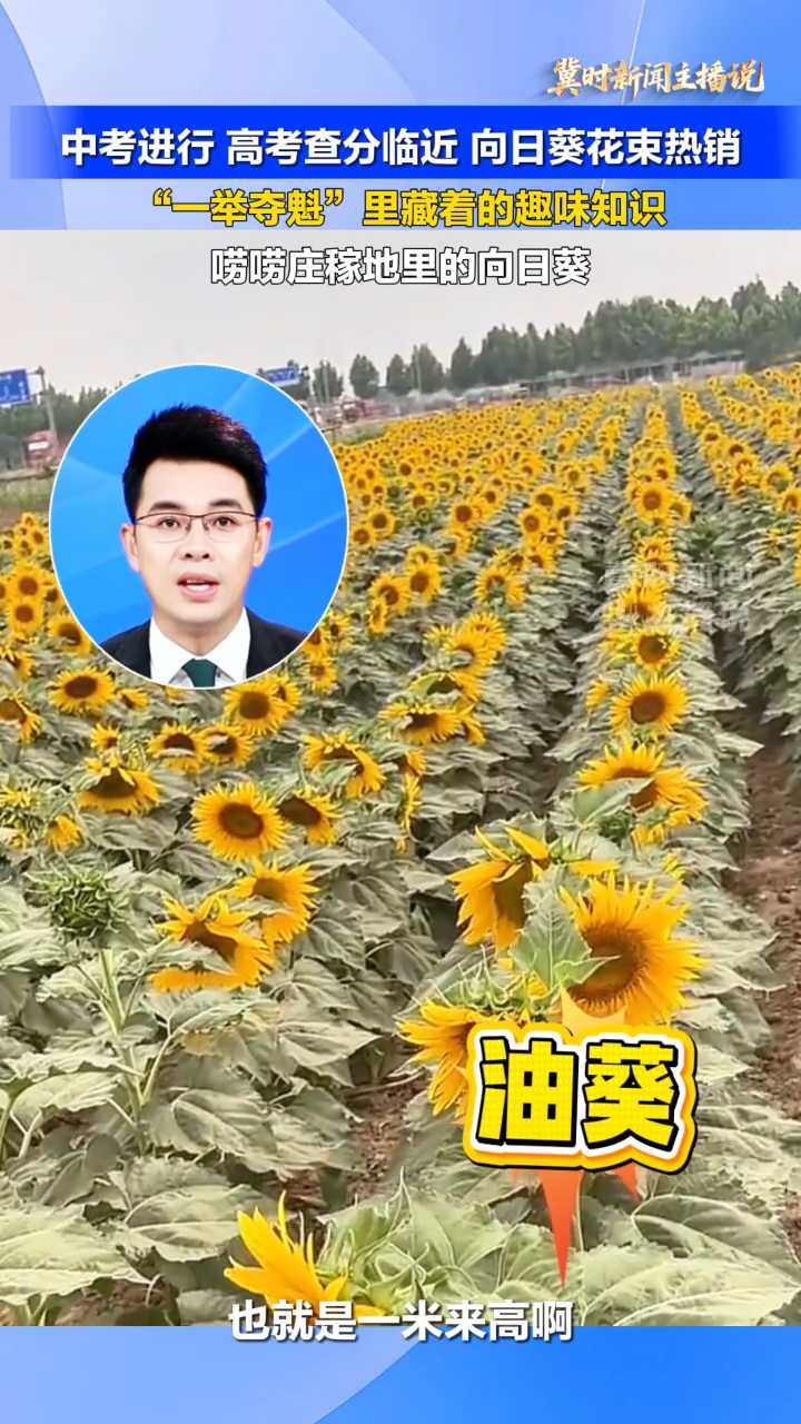 【冀时新闻主播说】中考进行 高考查分临近 向日葵花束热销！“一举夺魁”里藏着的趣味知识。唠唠庄稼地里的向日葵
