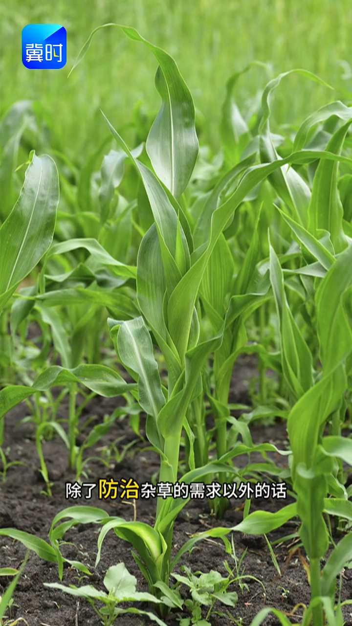 【专家在线】玉米除草杀虫，不用分两次！混用也能行