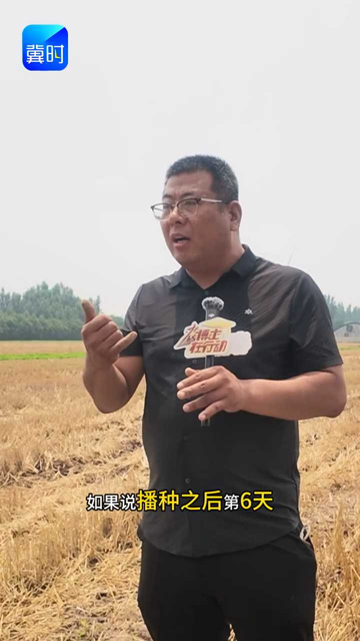 【专家在线】夏玉米播种6天苗出不齐？低于 70% 抓紧补种