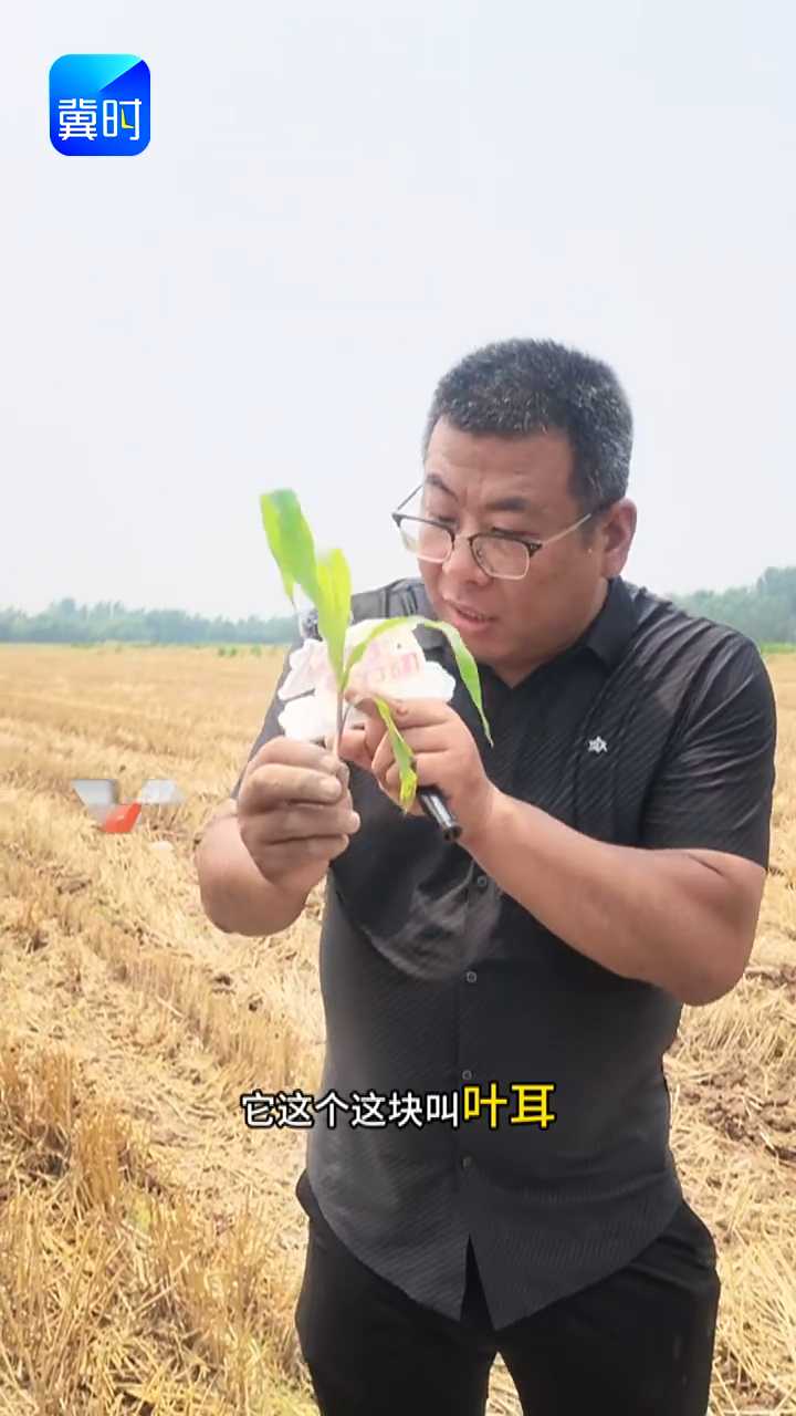 【专家在线】玉米除草剂打晚了？黄金除草阶段，千万别错过