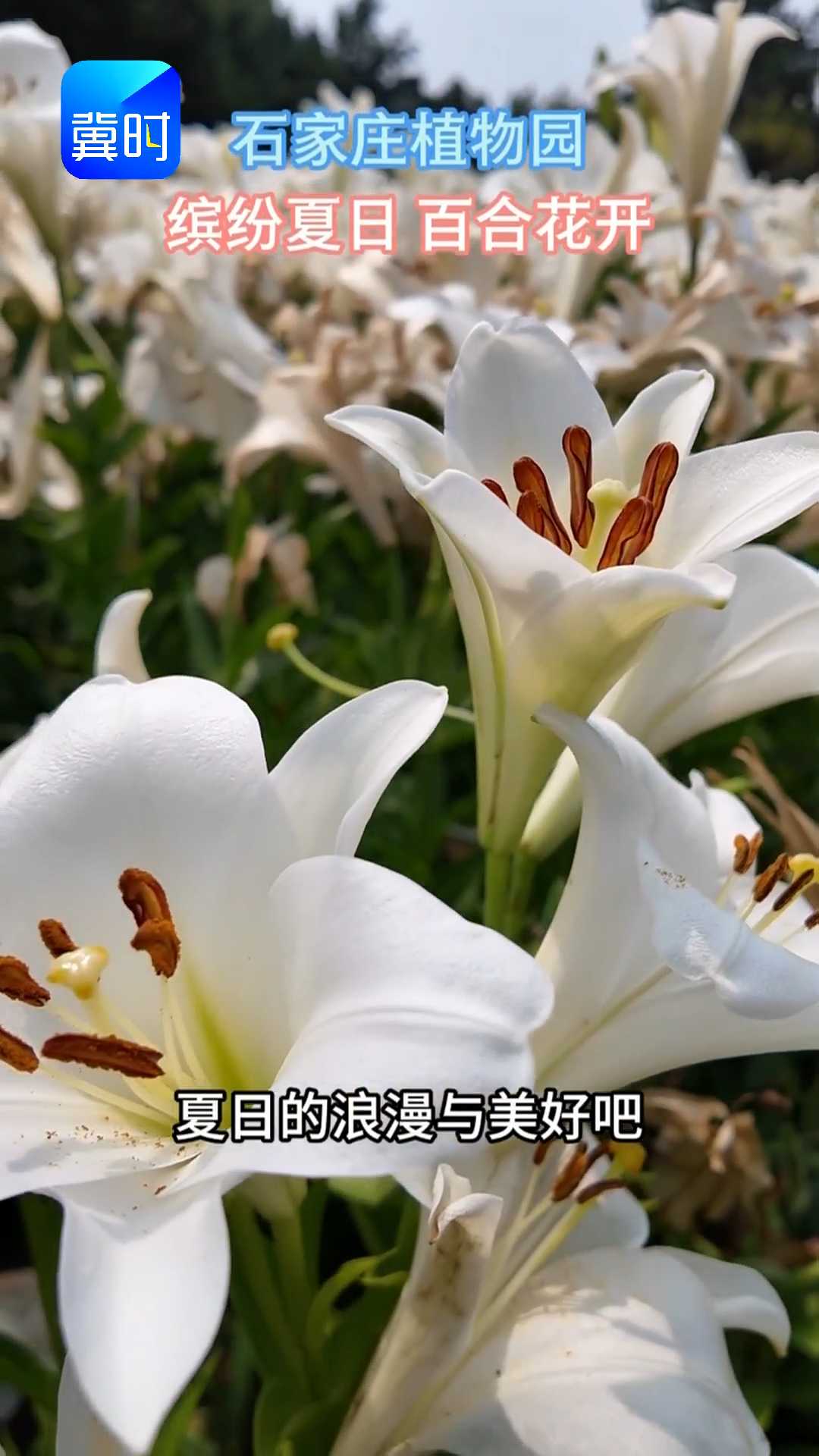 石家庄植物园：缤纷夏日 百合花开