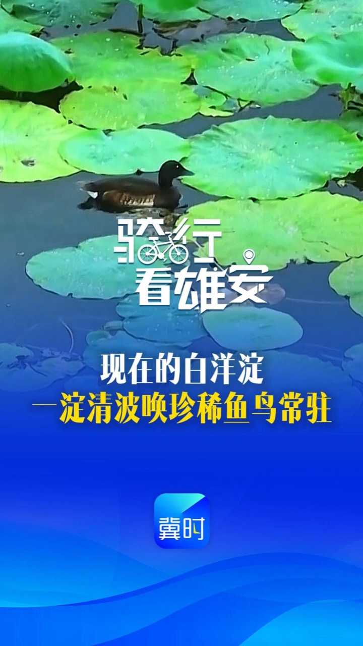 骑行看雄安丨现在的白洋淀，一淀清波唤珍稀鱼鸟常驻