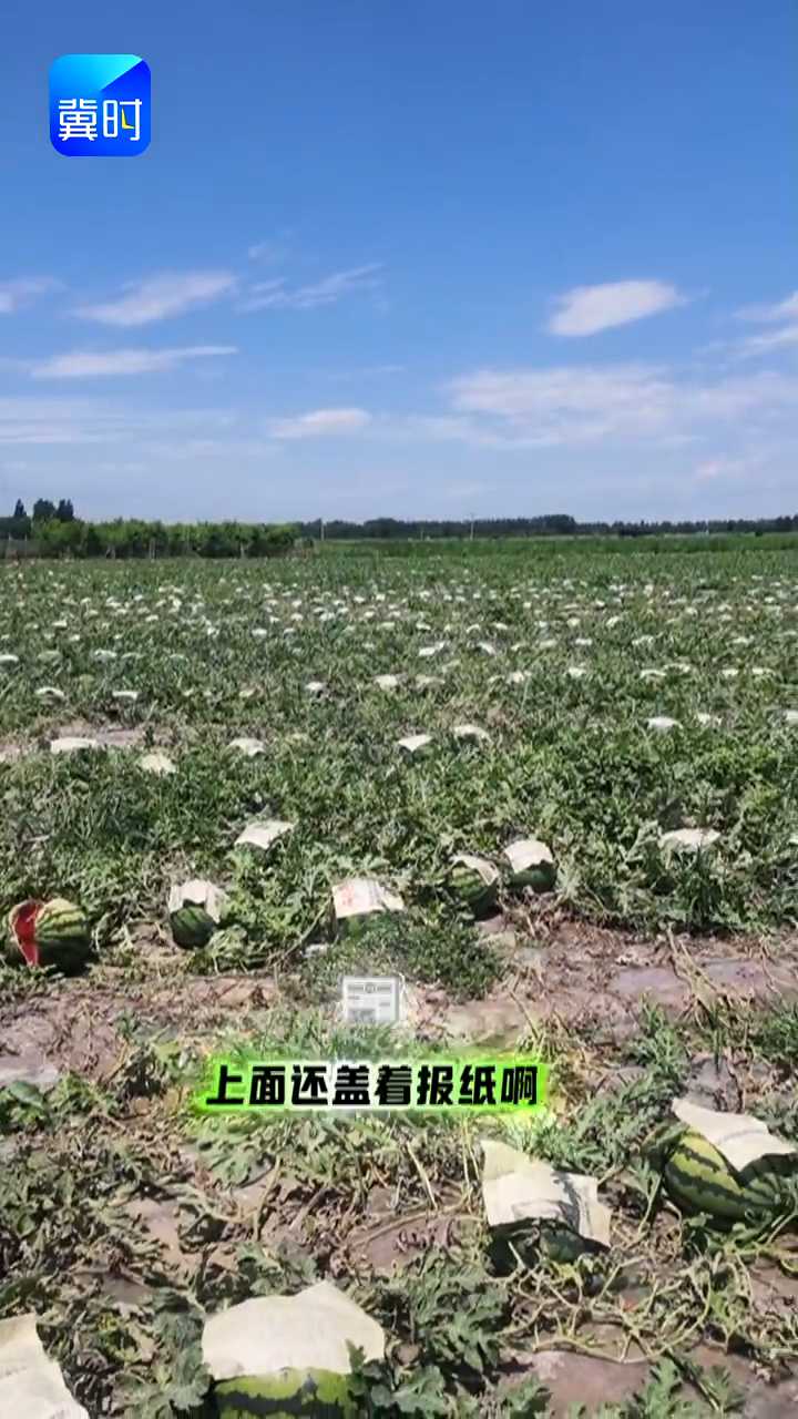 【专家在线】一眼望去满地西瓜，是大丰收吗？真相看这里！