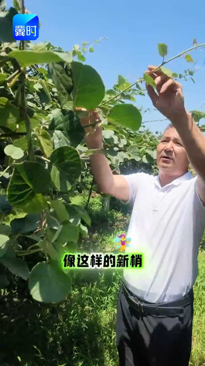 【专家在线】猕猴桃千万不能手拉手！行间一米透光带，个大味甜