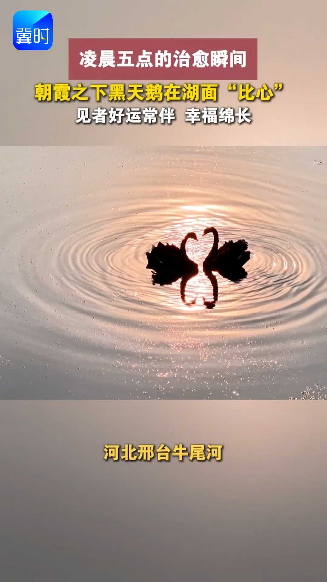 凌晨五点的治愈瞬间，朝霞之下黑天鹅在湖面“比心”，见者好运常伴 幸福绵长