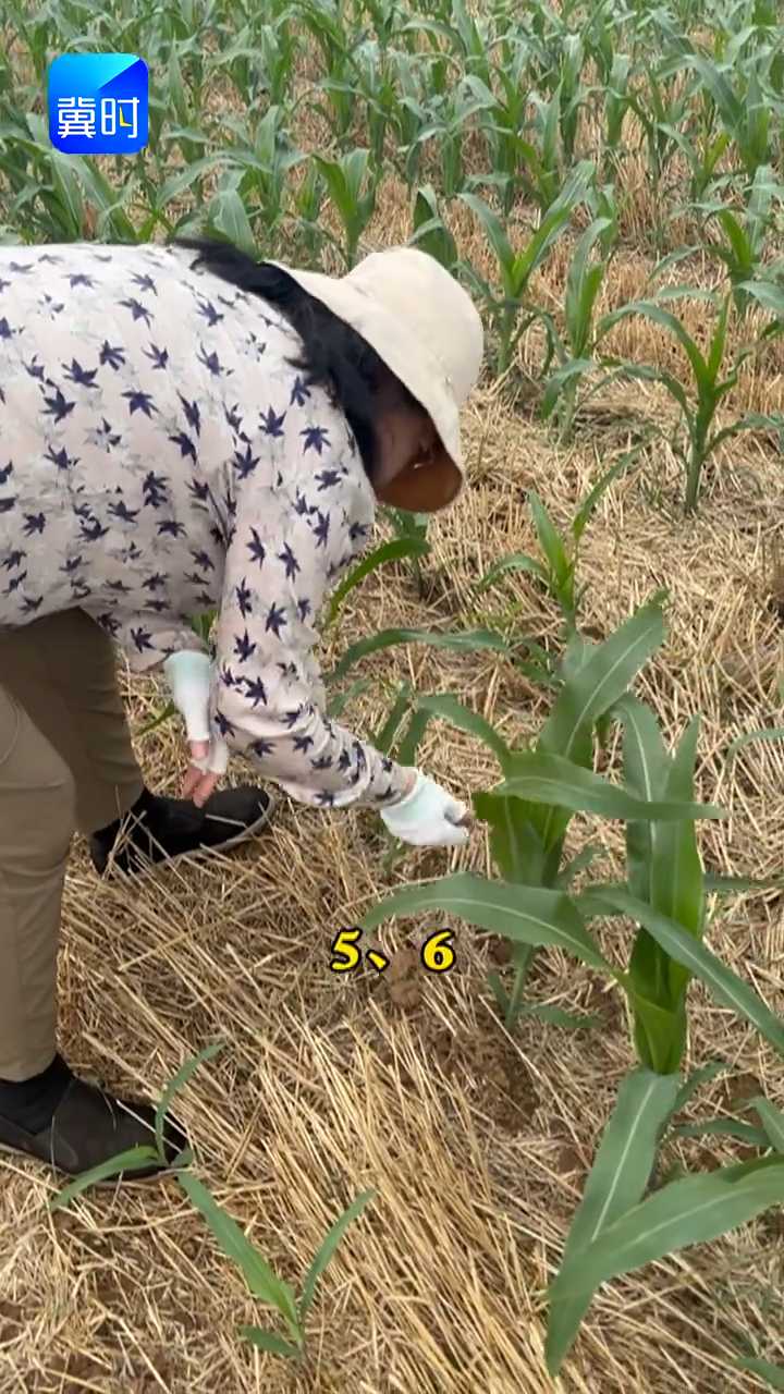 【专家在线】玉米苗期管理！时间怎么卡？咱农博士有高招