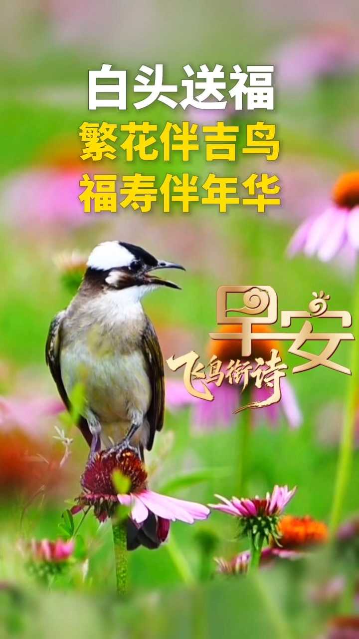 早安丨白头送福！繁花伴吉鸟，福寿伴年华