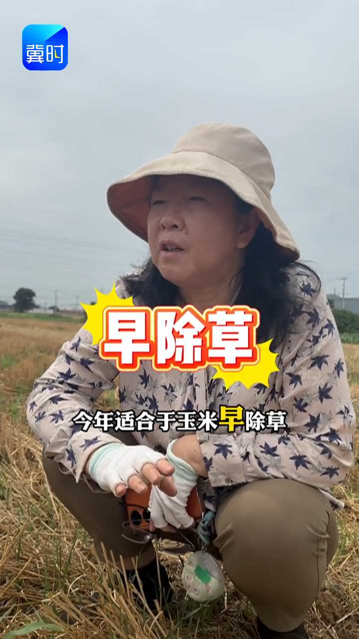 【专家在线】玉米除草别拖！错过这几天白干