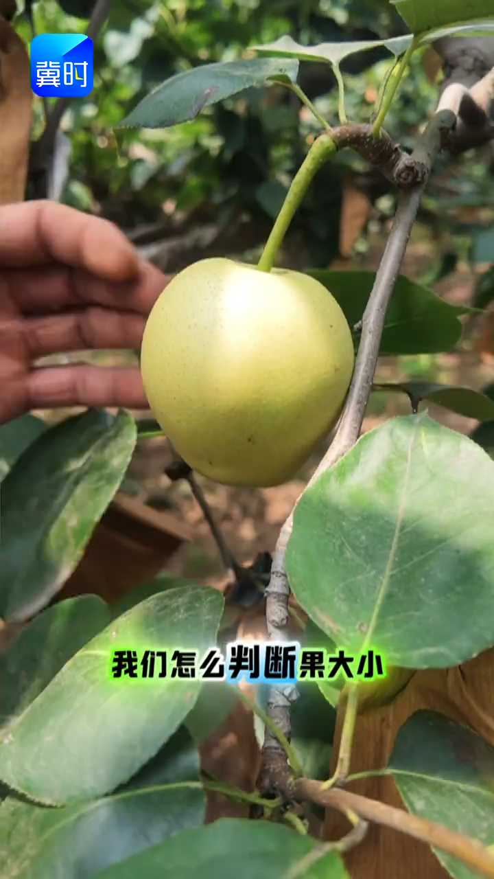 【专家在线】你家梨多大？专业名词！这样说才叫规矩
