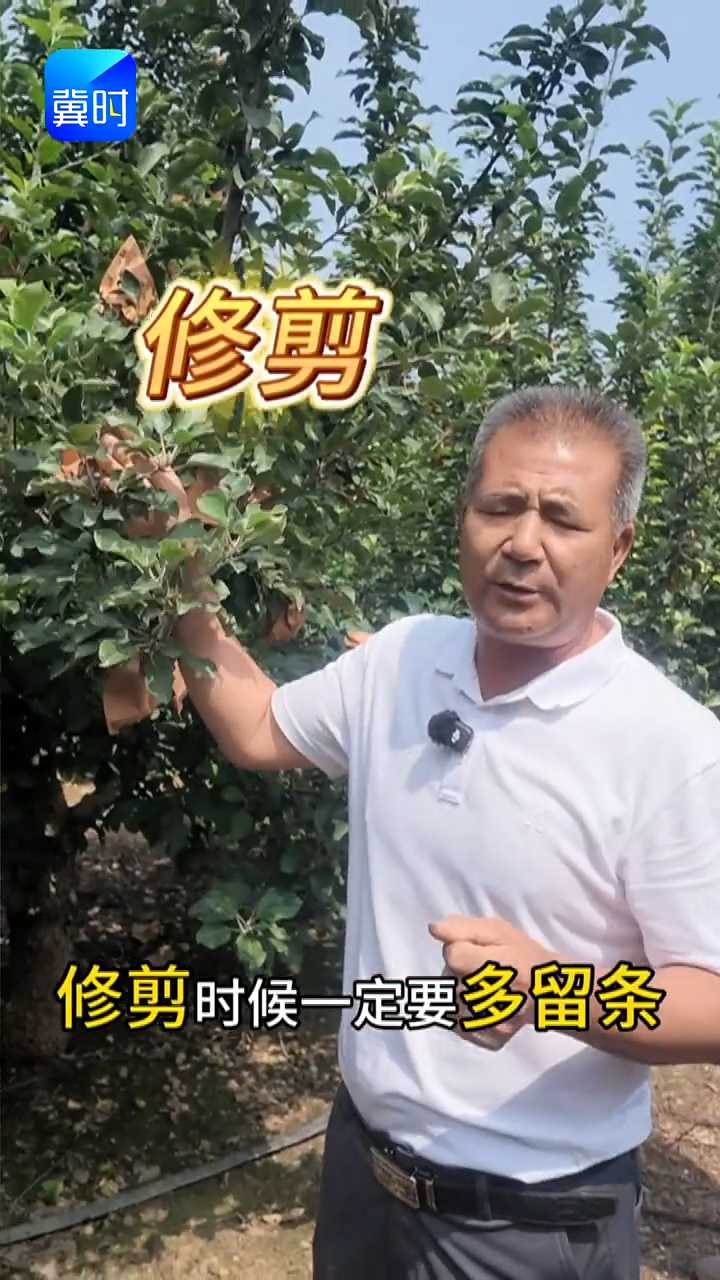 【专家在线】短枝苹果修剪要多留条？拉枝毁三年，朝天放才对