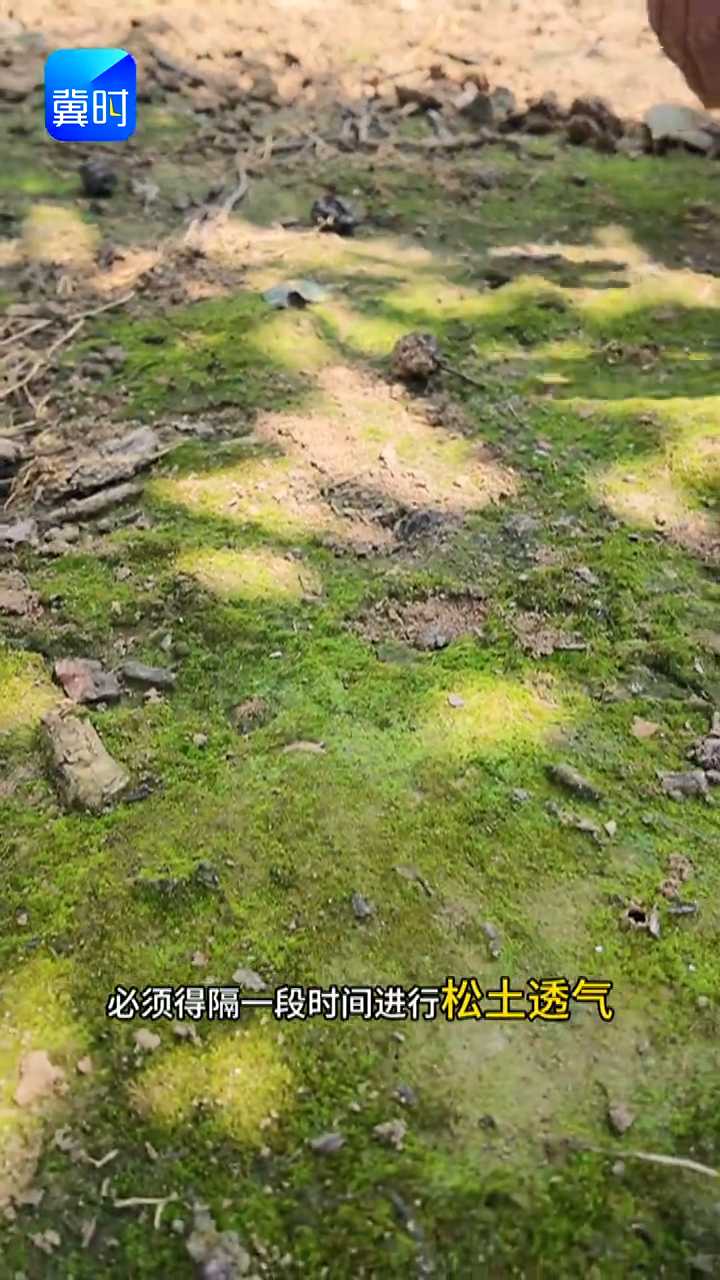 【专家在线】果树落叶落果？绿苔惹的祸，果农别大意