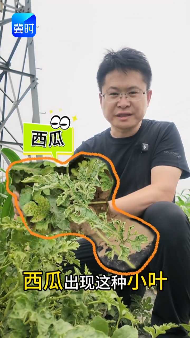 【专家在线】西瓜叶子“摆烂” 收成要泡汤！养根提高抗性是关键