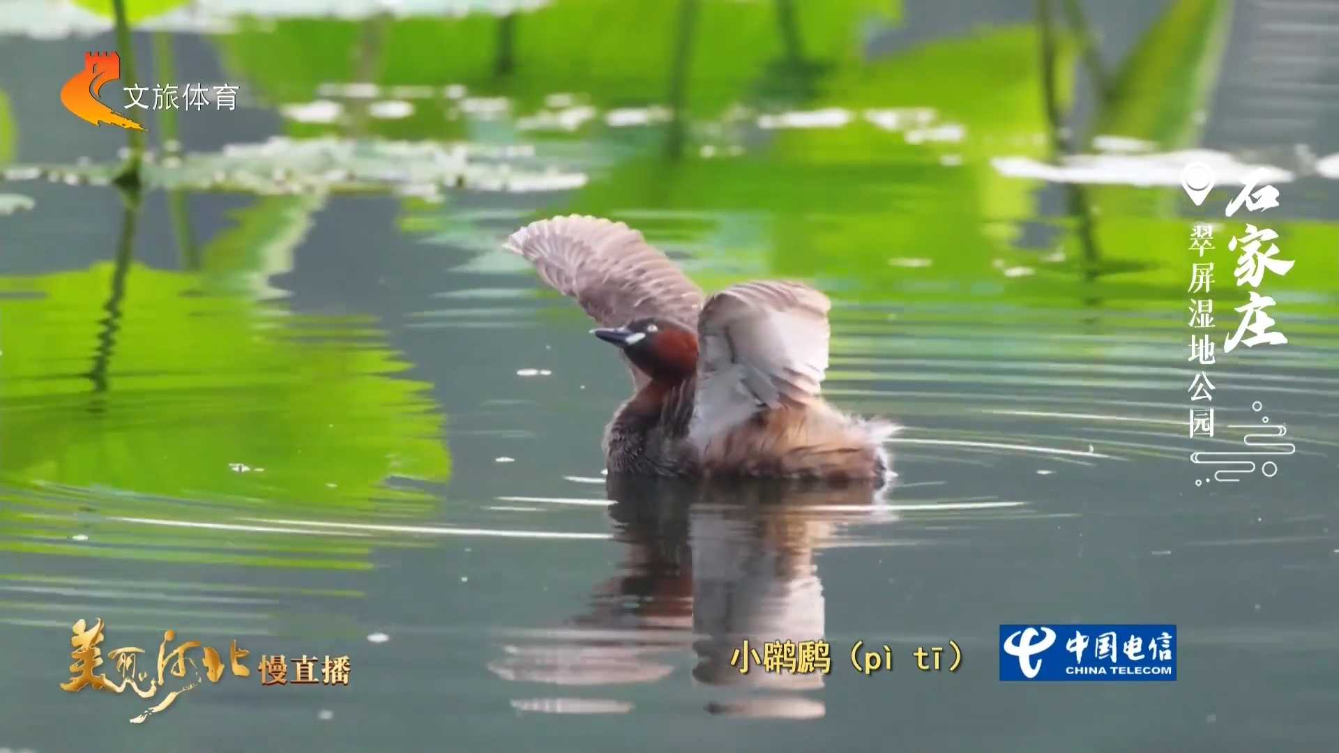 美丽河北见证官五月（王秀荣）作品欣赏丨翠屏湿地公园绿意婆娑涵水韵，鸟儿自在舞清波