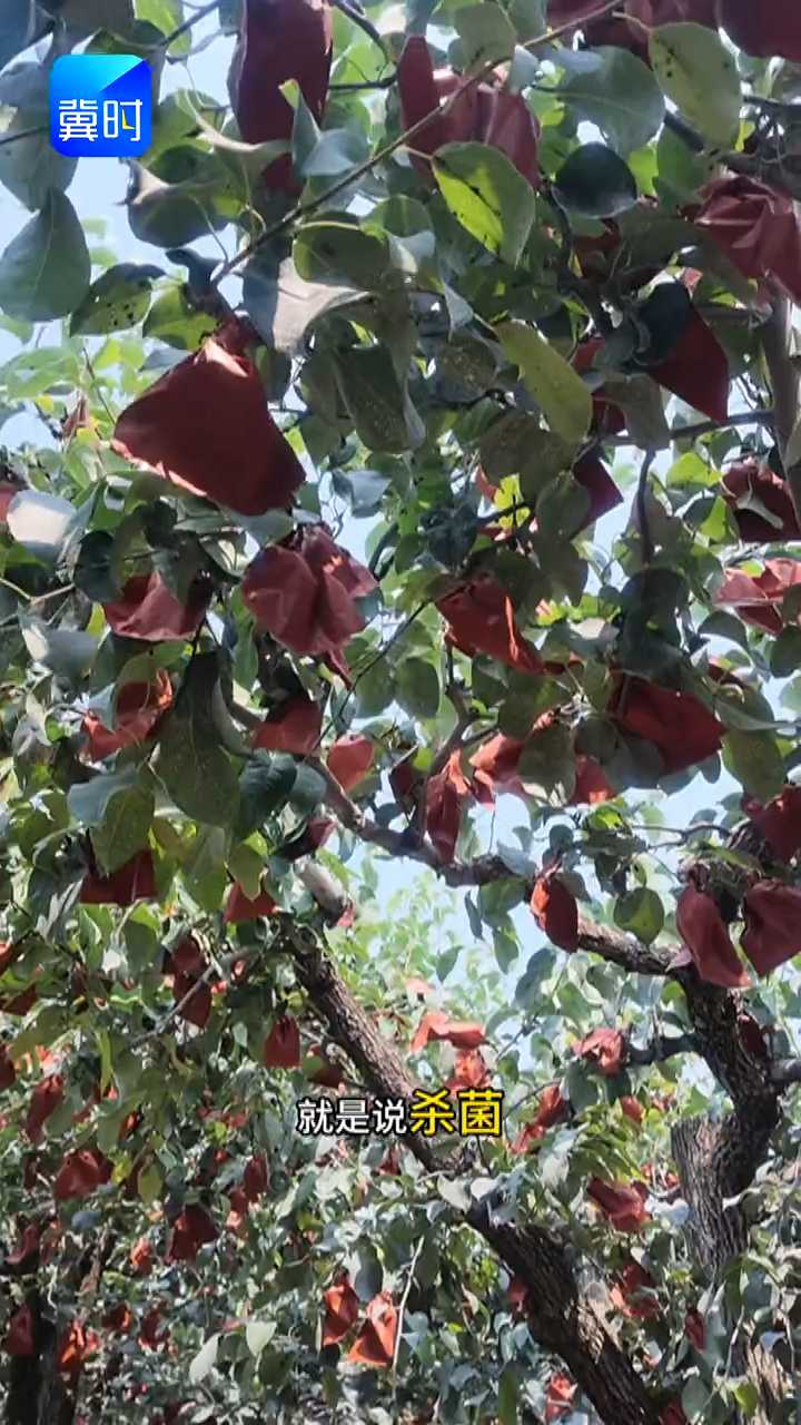 【专家在线】雪花梨关键药剂，打VS不打差距大，高品质果翻一倍