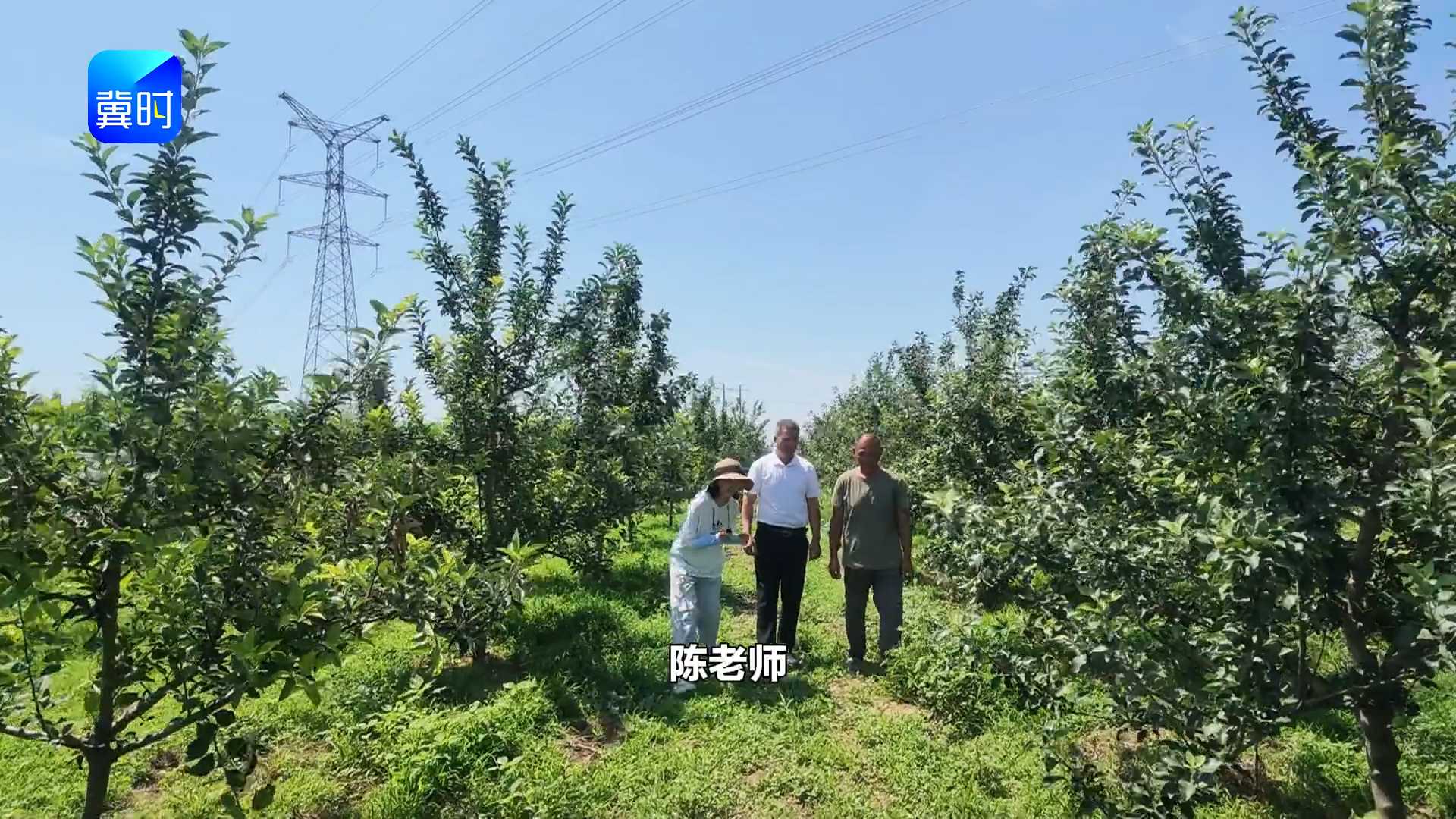 【专家在线】苹果定植三年，早丰产？原来是这么做到的