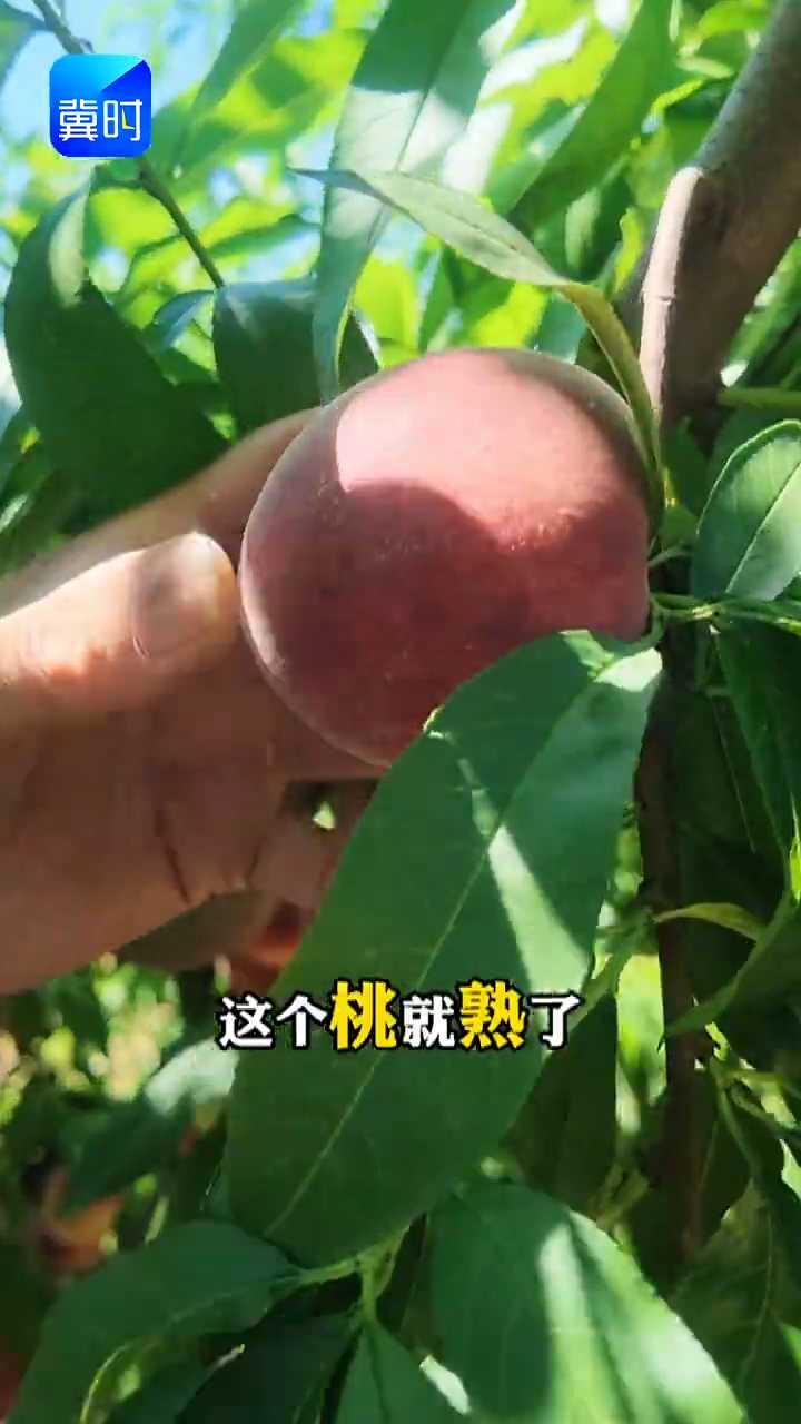 【专家在线】桃子全红就是熟了？辨别桃子成熟度，这样做就错了！