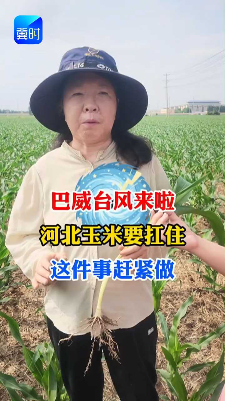 【专家在线】巴威台风来啦！河北玉米要抗住，这件事赶紧做