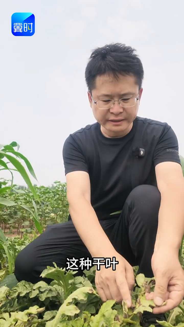 【专家在线】西瓜干叶瓜不甜！及早防治是关键