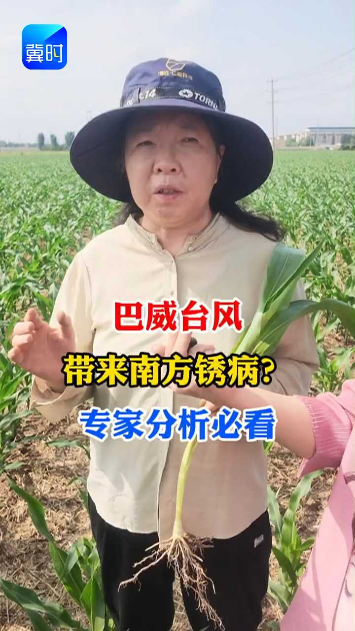 【专家在线】巴威台风！带来玉米南方锈病？专家分析必看