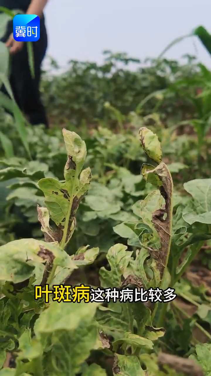 【专家在线】好好的西瓜变水晶瓜？瓜商不要，损失大！
