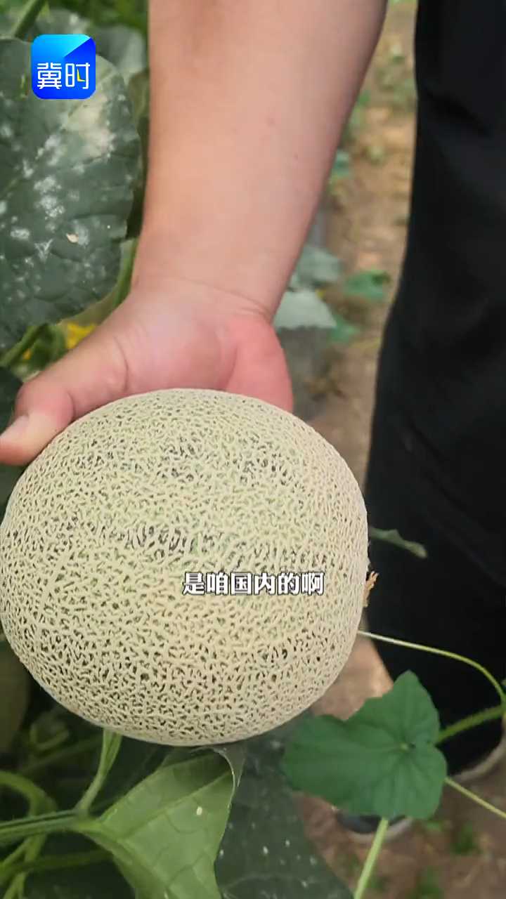 【专家在线】要想网纹甜瓜品质好！摘瓜前要这么做