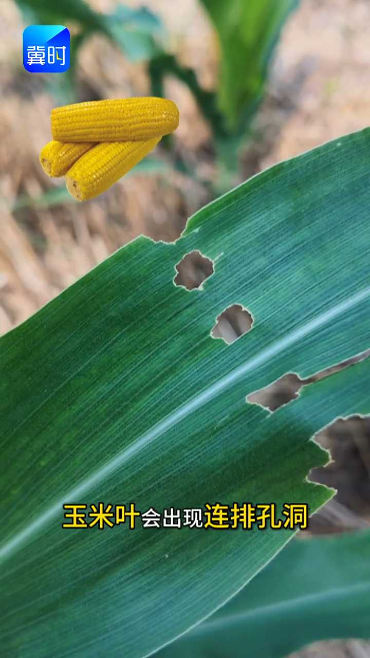 【专家在线】玉米叶上都是洞？千万别不当回事
