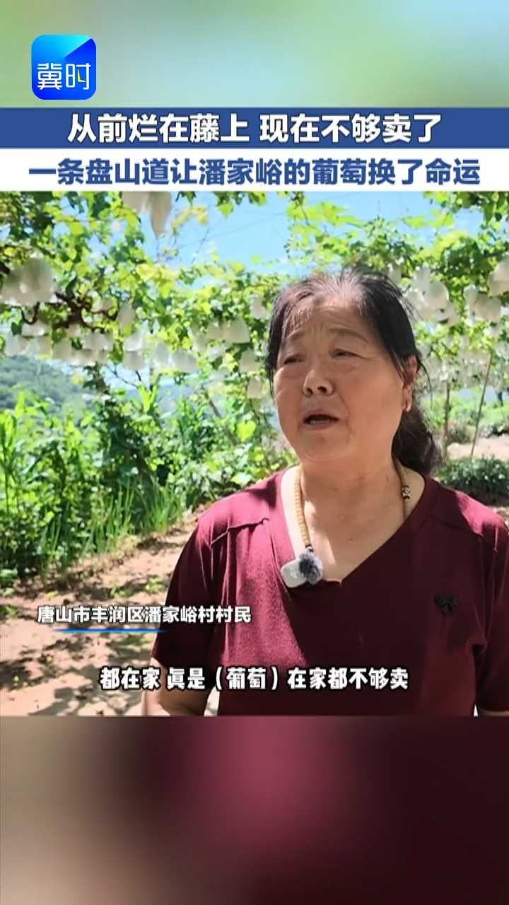 从前烂在藤上现在不够卖， 一条盘山道让潘家峪的葡萄“逆天改命” #唐山 #致富