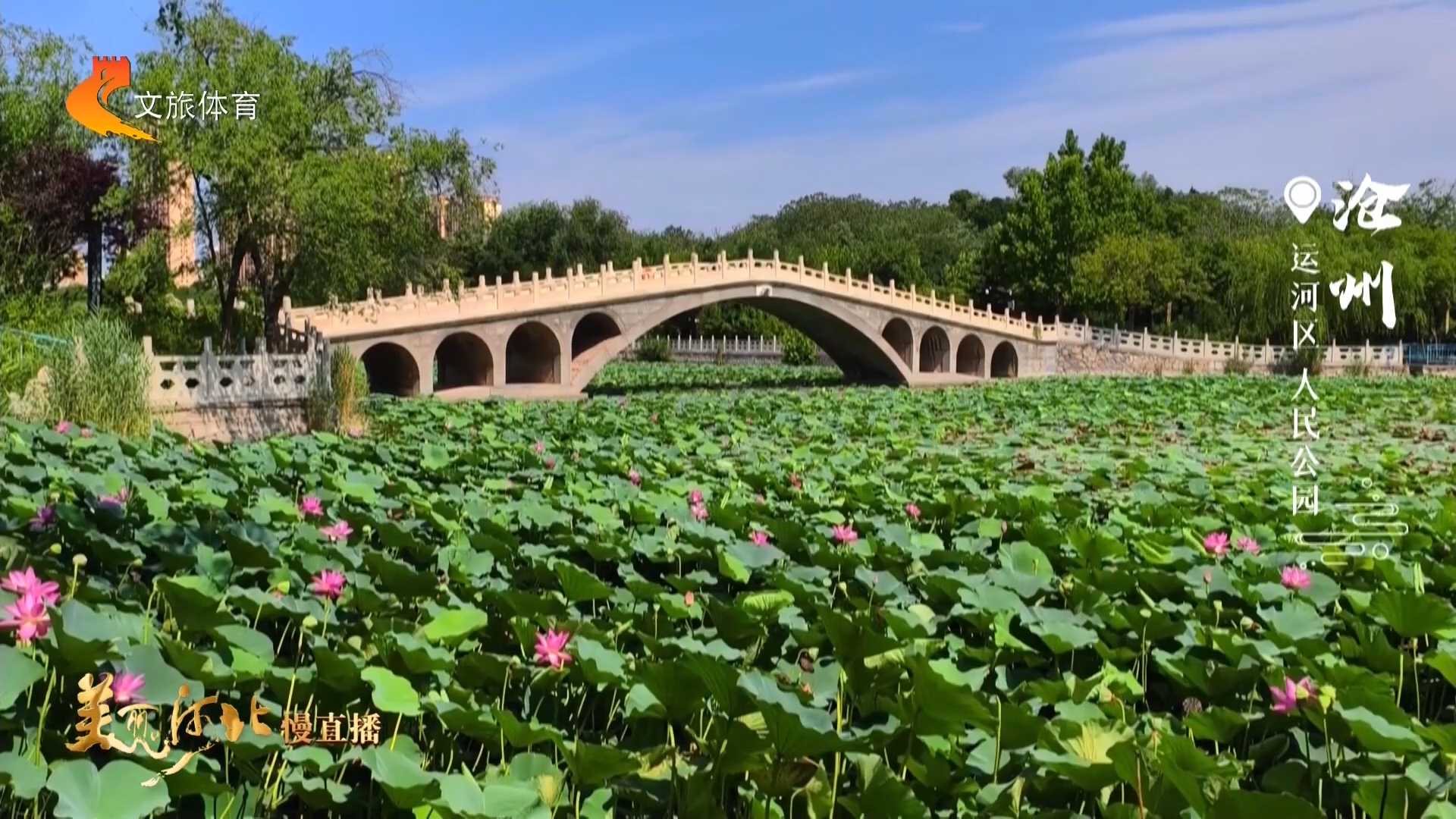 美丽河北见证官郭宪芳作品欣赏丨人民公园清波浮碧叶，夏意满亭园