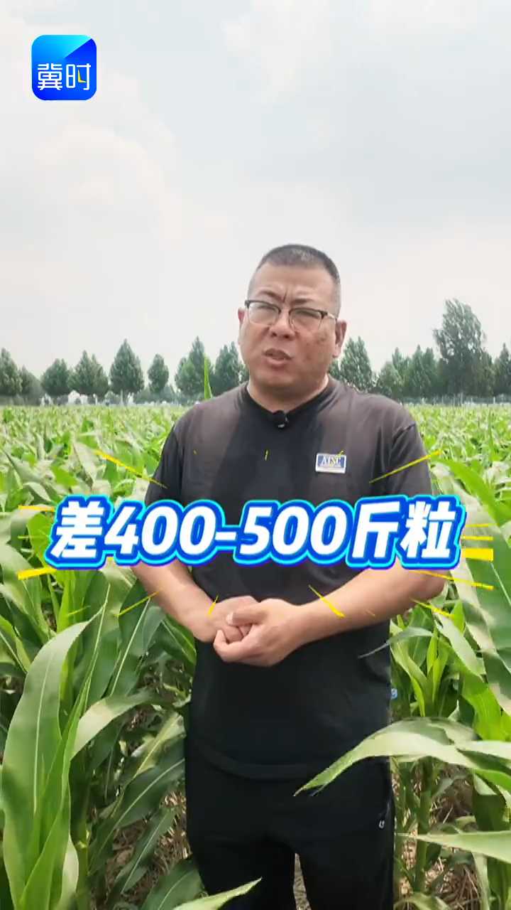 【专家在线】玉米多收500斤！这项管理太关键，90%农户不重视