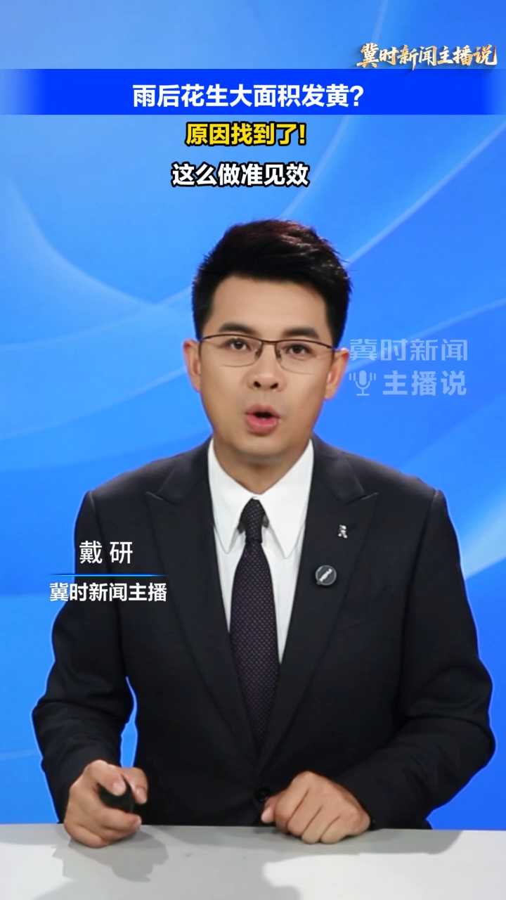 【冀时新闻主播说】雨后花生新叶大面积发黄？原因找到了！