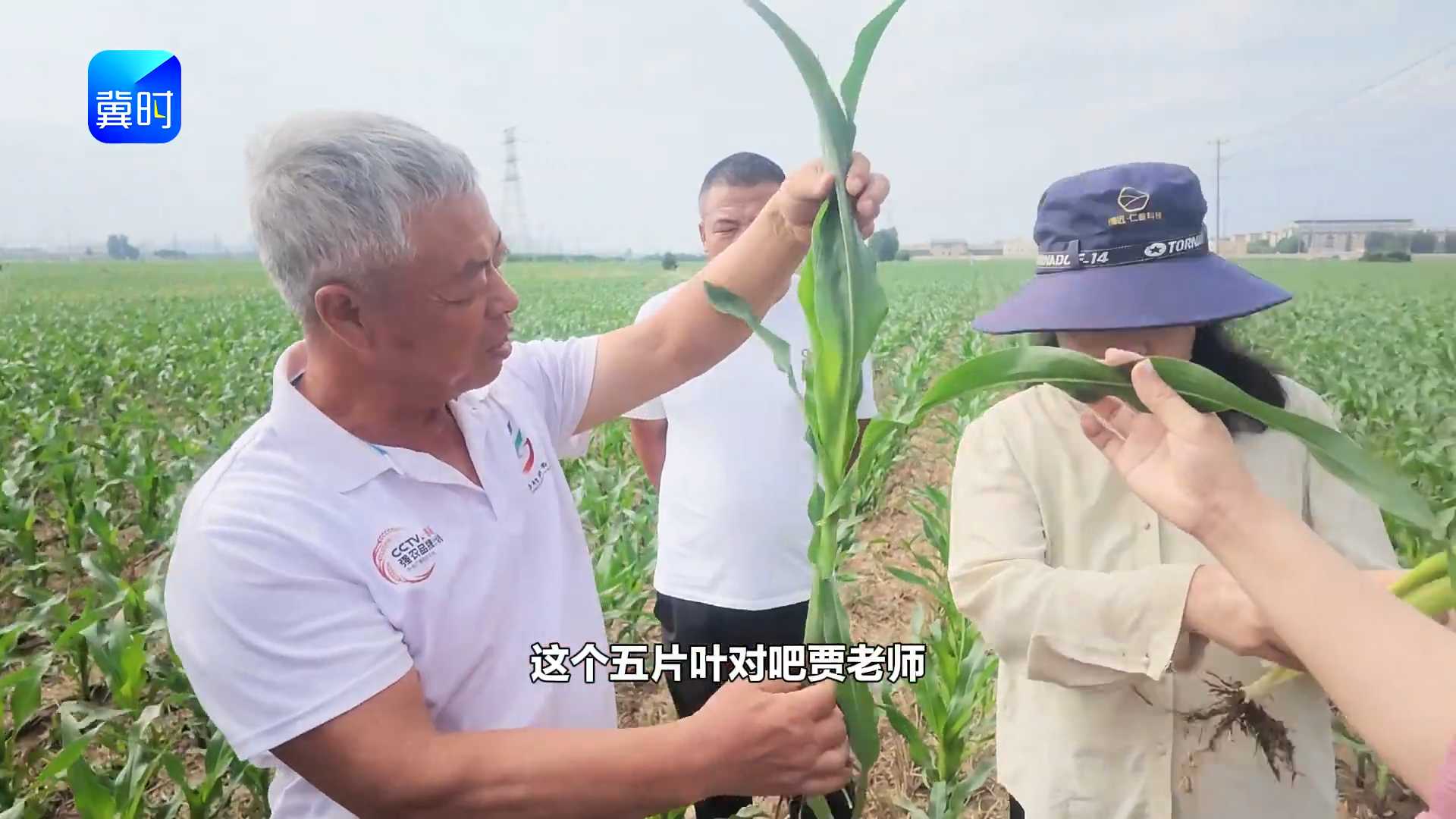 【专家在线】玉米六七片叶控旺！老把式都数错，不信你试试