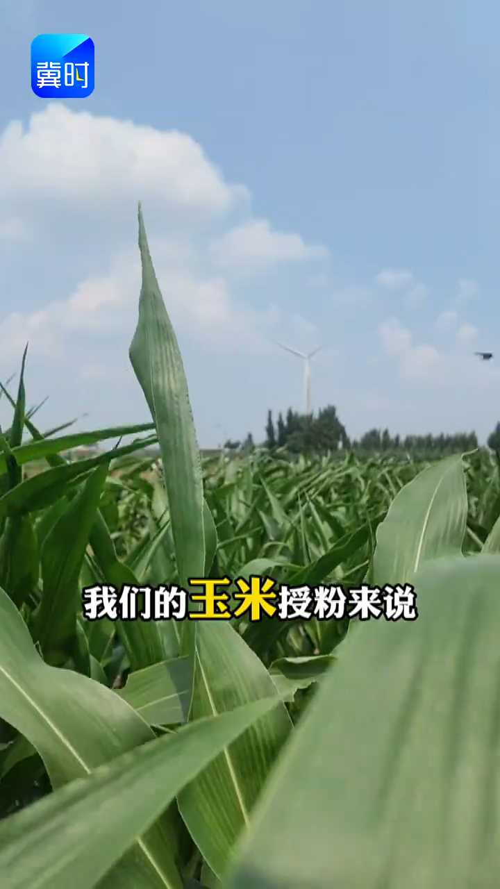 【专家在线】玉米秃尖花粒高发！品种问题？这么种不减产