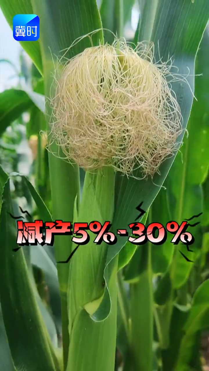 【专家在线】警惕玉米秃尖！减产30%？两个措施提前防
