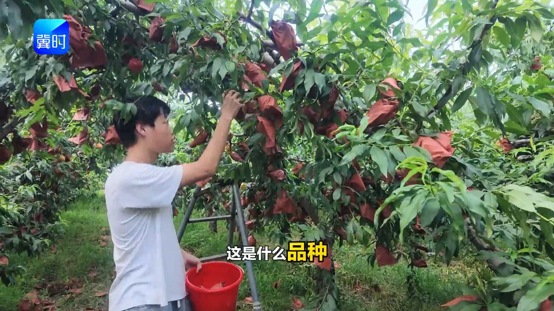 【专家在线】桃子熟了先摘哪？摘错了巨难吃！90%的人不知道