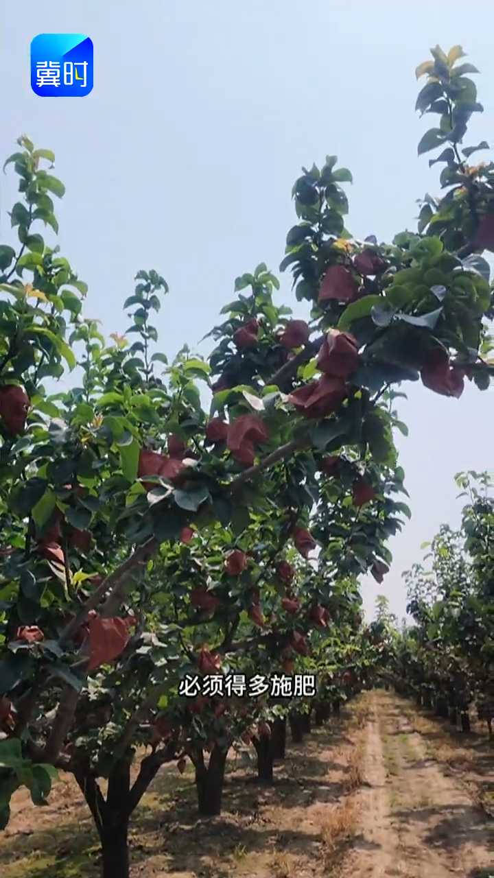 【专家在线】秋月梨想卖高价？记住这3点！提前一个月催果提质