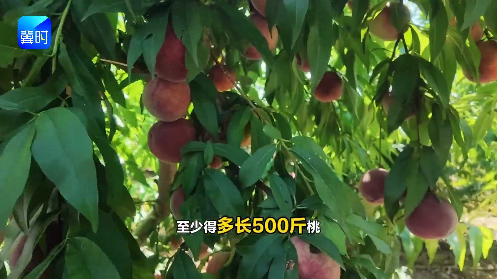 【专家在线】桃子全红就是熟？别急，等等！一亩日增500斤