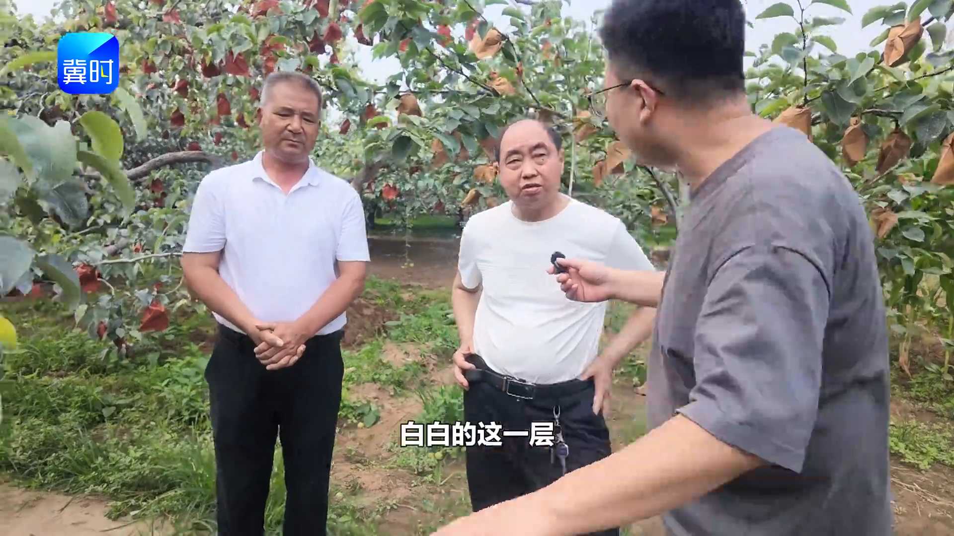 【专家在线】梨树一喷多防！波尔多液要这么用