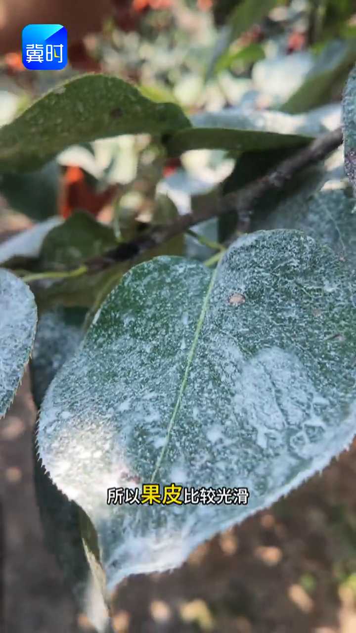【专家在线】梨农必看！雪花梨喷波尔多液三大好处