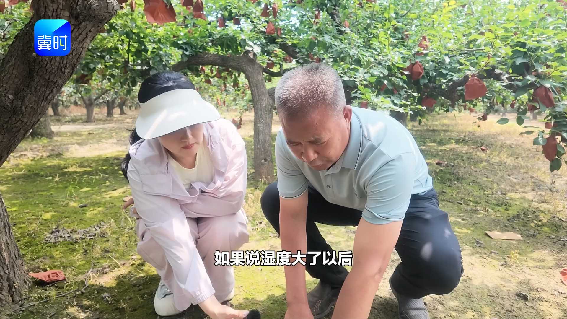 【专家在线】梨树落叶落果，绿苔惹的祸！你的果园太“干净”