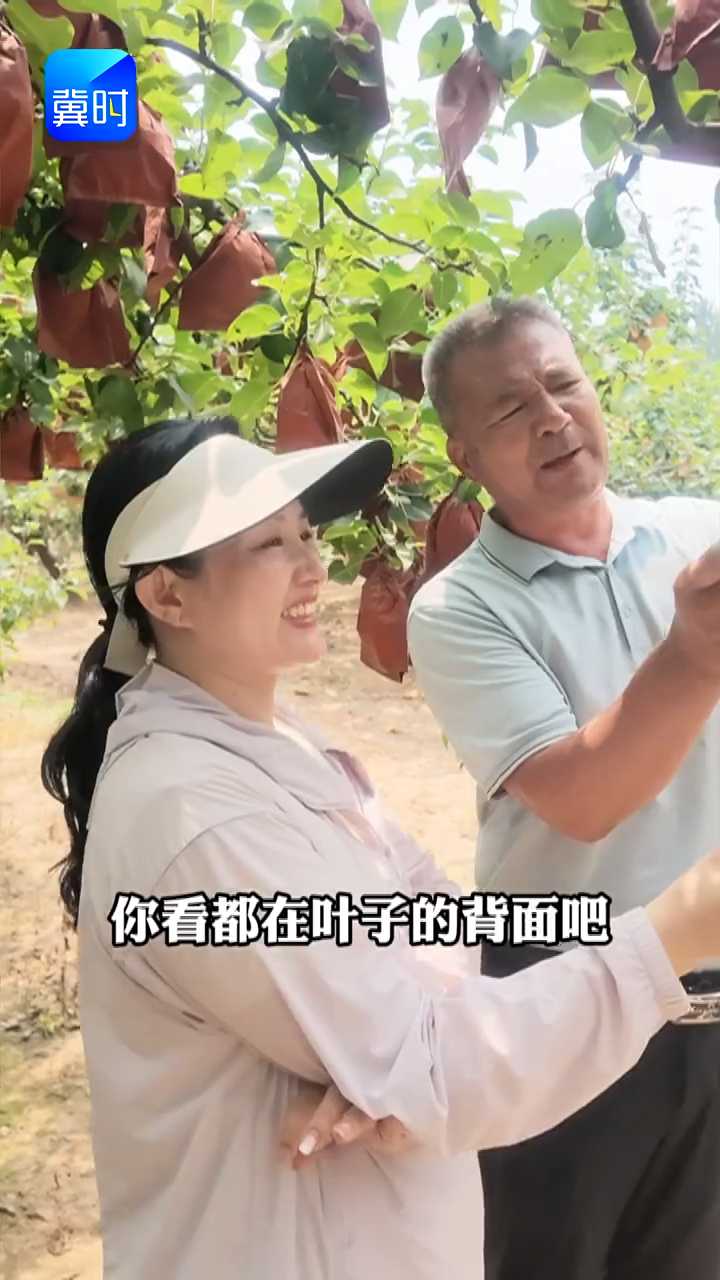 【专家在线】梨树早落叶，梨木虱惹的祸！偏方：不用一滴药