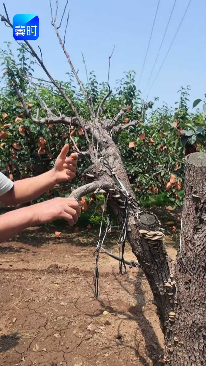 【专家在线】果树干枯？嫁接失败！三点条件没达标
